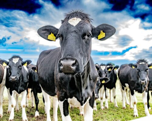 USCIS Allows Dairy Farms to Use H-2A Agricultural Worker Visas, but Warns of Stricter Scrutiny on Temporary Need