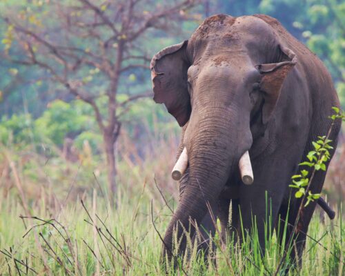 South Asia’s Notorious Elephant Dhurbe Linked to 25 Deaths in Nepal After Latest Attack
